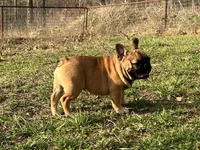 Tater, a male French Bulldog for sale in West Plains, MO – Photo 2 of 10