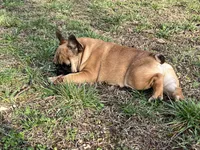 Tater, a male French Bulldog for sale in West Plains, MO – Photo 6 of 10