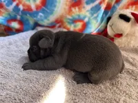 Bloom (ofad parents), a female French Bulldog for sale in West Plains, MO – 2 of 10