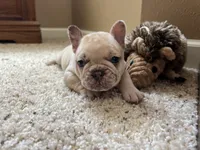 Ofad parents (tank), a male French Bulldog for sale in West Plains, MO – 10 of 10