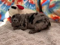 Fanny (ofad parents), a female French Bulldog for sale in West Plains, MO – 4 of 6