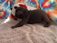 Bloom (ofad parents), a female French Bulldog for sale in West Plains, MO – 3 of 10
