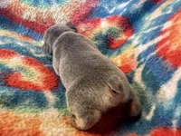 (Tanner), a male French Bulldog for sale in West Plains, MO – 7 of 9