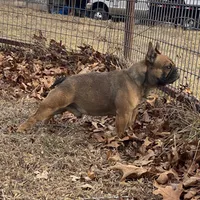 Rebel , a male French Bulldog for sale in West Plains, MO – Photo 9 of 9