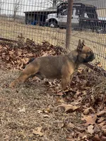 Rebel , a male French Bulldog for sale in West Plains, MO – Photo 9 of 9