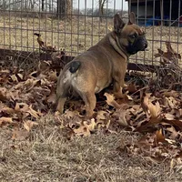 Rebel , a male French Bulldog for sale in West Plains, MO – Photo 4 of 9