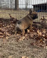 Rebel , a male French Bulldog for sale in West Plains, MO – Photo 4 of 9
