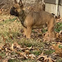 Rebel , a male French Bulldog for sale in West Plains, MO – Photo 2 of 9