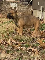 Rebel , a male French Bulldog for sale in West Plains, MO – Photo 2 of 9