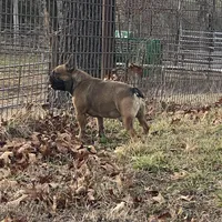 Rebel , a male French Bulldog for sale in West Plains, MO – Photo 8 of 9
