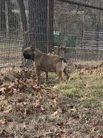 Rebel , a male French Bulldog for sale in West Plains, MO – Photo 8 of 9