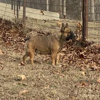 Rebel , a male French Bulldog for sale in West Plains, MO – Photo 3 of 9