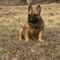 Rebel , a male French Bulldog for sale in West Plains, MO – Photo 1 of 9
