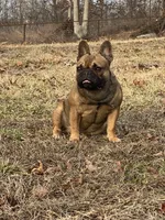 Rebel , a male French Bulldog for sale in West Plains, MO – Photo 1 of 9