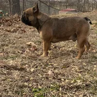 Rebel , a male French Bulldog for sale in West Plains, MO – Photo 7 of 9