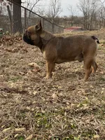 Rebel , a male French Bulldog for sale in West Plains, MO – Photo 7 of 9