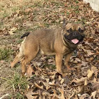 Rebel , a male French Bulldog for sale in West Plains, MO – Photo 6 of 9