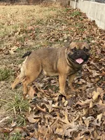 Rebel , a male French Bulldog for sale in West Plains, MO – Photo 6 of 9