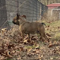 Rebel , a male French Bulldog for sale in West Plains, MO – Photo 5 of 9