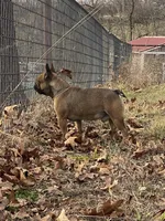 Rebel , a male French Bulldog for sale in West Plains, MO – Photo 5 of 9