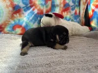 (Felix)ofad parents, a male French Bulldog for sale in West Plains, MO – 7 of 8
