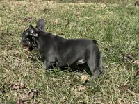 Bloom ofad parents, a female French Bulldog for sale in West Plains, MO – 4 of 10