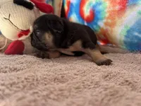 (Felix)ofad parents, a male French Bulldog for sale in West Plains, MO – 8 of 8