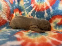 (Max) ofad parents , a male French Bulldog for sale in West Plains, MO – 6 of 7