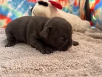 Bloom (ofad parents), a female French Bulldog for sale in West Plains, MO – 10 of 10