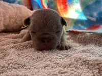 (Tanner), a male French Bulldog for sale in West Plains, MO – 8 of 9