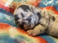 (Romeo) ofad parents , a male French Bulldog for sale in West Plains, MO – 5 of 7