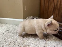 Ofad parents (tank), a male French Bulldog for sale in West Plains, MO – 3 of 10