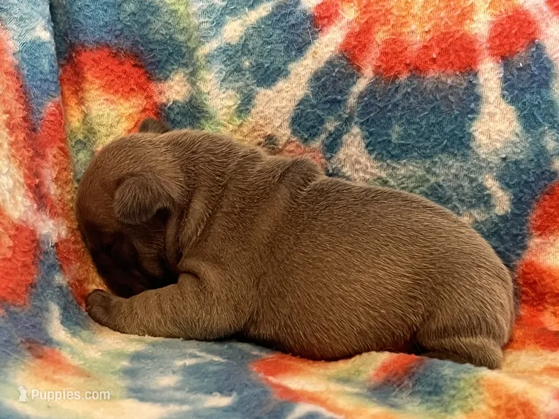 (Max) ofad parents  – French Bulldog puppy for sale in West Plains, MO