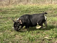 Ozzy , a male French Bulldog for sale in West Plains, MO – Photo 4 of 10