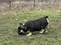 Ozzy , a male French Bulldog for sale in West Plains, MO – Photo 7 of 10