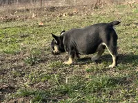 Ozzy , a male French Bulldog for sale in West Plains, MO – Photo 9 of 10