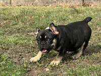 Ozzy , a male French Bulldog for sale in West Plains, MO – Photo 5 of 10