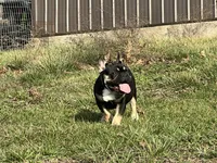 Ozzy , a male French Bulldog for sale in West Plains, MO – Photo 10 of 10
