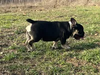Ozzy , a male French Bulldog for sale in West Plains, MO – Photo 3 of 10