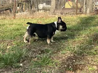 Ozzy , a male French Bulldog for sale in West Plains, MO – Photo 2 of 10