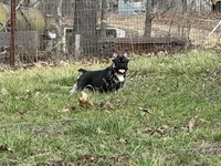 Ozzy , a male French Bulldog for sale in West Plains, MO – Photo 6 of 10