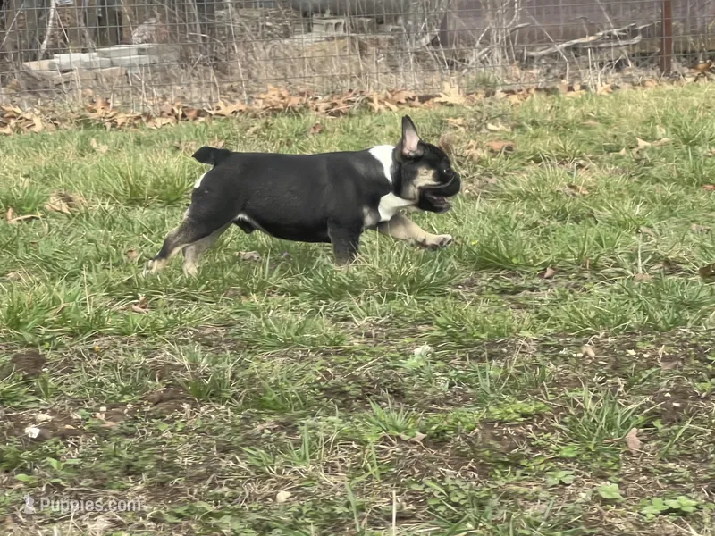 Ozzy  – French Bulldog puppy for sale in West Plains, MO