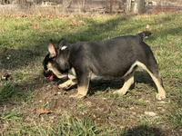 Ozzy , a male French Bulldog for sale in West Plains, MO – Photo 8 of 10