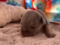 (Tanner), a male French Bulldog for sale in West Plains, MO – 1 of 9