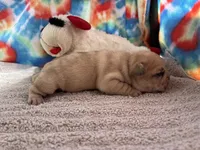 Ofad parents (tank), a male French Bulldog for sale in West Plains, MO – 3 of 8