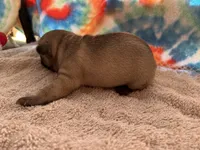 (Pete) ofad parents , a male French Bulldog for sale in West Plains, MO – 3 of 10