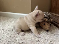 Ofad parents (tank), a male French Bulldog for sale in West Plains, MO – 9 of 10