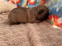 (Pete) ofad parents , a male French Bulldog for sale in West Plains, MO – 10 of 10