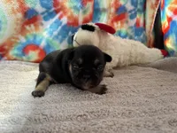 (Felix)ofad parents, a male French Bulldog for sale in West Plains, MO – 3 of 8