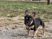 Felix , a male French Bulldog for sale in West Plains, MO – 7 of 10